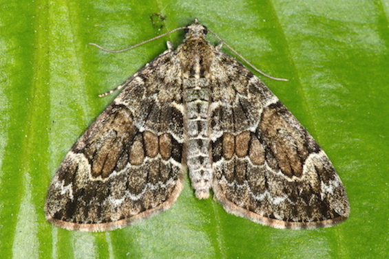 Geometridae - Thera sp.